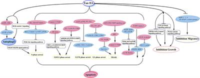 Tanshinone IIA: A Review of its Anticancer Effects